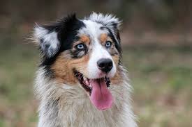 Blue Eyes Blue Eyes Australian Shepherd Aussie Dogs Animals Blue Eyed Dog Australian Shepherd Blue Eyes Australian Shepherd