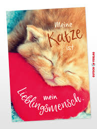 Um interessenten die entscheidung zu erleichtern, ob sie die neugeborenen katzen kaufen möchten, solltest du diese so detailliert wie möglich beschreiben. Meine Katze Ist Mein Lieblingsmensch Katzen Katzenliebe Tiere