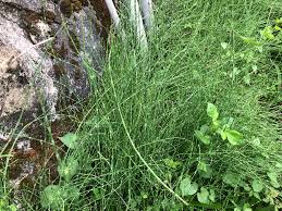 Image result for Equisetum ramosissimum