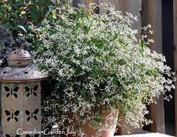 *euphorbia* 'diamond frost' snötörel är en nyare växt som blommar med små, snöflingeliknande vita blommor hela sommaren igenom. 15 Euphorbia Diamond Ideas Kontenerkert Kertek Konteneres Novenyek