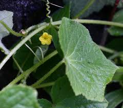 Image result for Oreosyce africana