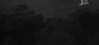 Image result for Rhytachne subgibbosa