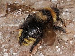 Image result for Bombus campestris
