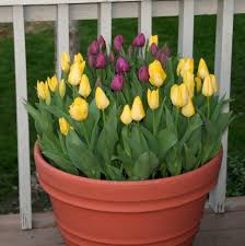 Grow tulip bulbs in containers (a complete step by step guide)in today's project diary video i will be showing you how to get the best out of plant. Tulip Growing Season