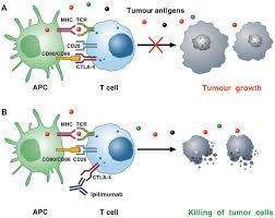 Image result for Immune Checkpoint Inhibitor