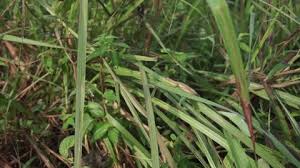 Trevo cumaru (justicia pectoralis) is a small herbacious plant that is member of the acanthaceae family. Leaves And Flowers In A Stock Footage Video 100 Royalty Free 1061421757 Shutterstock