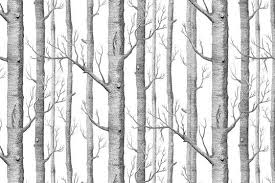 Black And White Birch Tree Wallpaper Birch Tree Google Search With Images Birch Tree Wallpaper Tree Wallpaper Bedroom Home Wallpaper