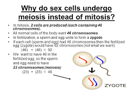 The diploid (2n) parent cell results in 4 haploid (n) gametes. Function Produce Sex Cells Gametes For Fertilization Ppt Video Online Download