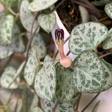Chest or arm pain are classic signs of heart problems, but subtle symptoms could signal big problems. How To Grow A Healthy Chain Of Hearts Ceropegia Woodii