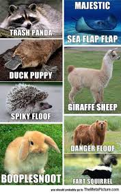 Other Funny Gifs Http Gif Tv Tumblr Com And Funny Youtube Video Https Www Youtube Com Wat Hayvan Fikralari Komik Hayvan Fotograflari Cok Sirin Hayvanlar