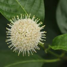 Image result for Cephalanthus