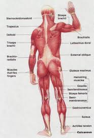 Start studying back muscle diagram. Pin By Badabadoc On Sante Muscle Anatomy Muscle Diagram Muscle