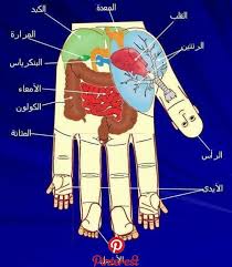 Pin By Rewa On رفلكسلوجي د محمد رضا عمرو Pinterest Health Health Fitness And Health Diet Health And Nutrition Health Fitness Nutrition Health Advice