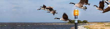 Offering handouts is a good way to get geese to return for more. How It Works Away With Geese