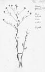 Image result for Vernonia musofensis