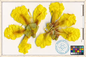 Image result for Limeum pterocarpum