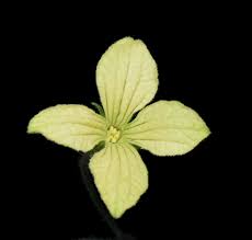 Image result for Cucumis hirsutus