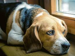 Ich meine, dass kann einem natürlich bei jedem hund. Wenn Wuffi Eine Wohnung Sucht