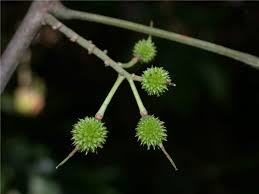 Image result for Achariaceae