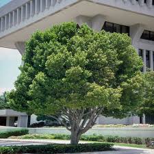 Image result for Pearsonia cajanifolia