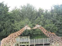 Banham Zoo Banhamzoo Family Friendly Holidays Zoo Holiday Destinations