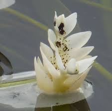 Image result for Aponogetonaceae