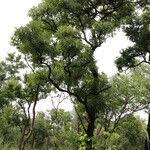 Image result for Terminalia brachystemma