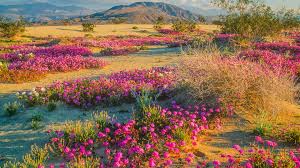 In 2017, california experienced its first super bloom in nearly a decade. Spring Wildflowers In Anza Borrego Desert State Park California Usa Windows 10 Spotlight Images