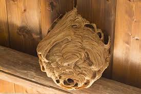 Find out how to remove the nest safely on your own. Wasp Inspection How To Find A Wasp Nest