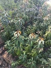 Image result for Englerophytum