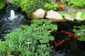 Carilah penjual yang memberi garansi cat kolam ikan. Yuk Bikin Kolam Ikan Mungil Nan Cantik Dari Semen Putih