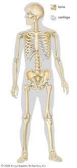 This framework consists of many individual bones and cartilages. Human Skeleton Parts Functions Diagram Facts Britannica
