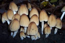 Image result for Coprinus micaceus