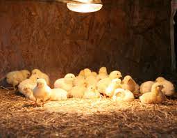 Heat Lamps And Pets Fire 9 Prevention