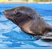 Pupdates | Sea Lion Pup Updates | Atlantis Paradise Island