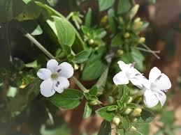Image result for Barleria obtusa