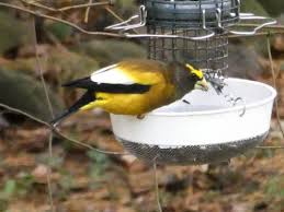 117 results for evening grosbeak. Evening Grosbeak Archives Feederwatch