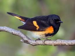 Pin On Birds Of North America