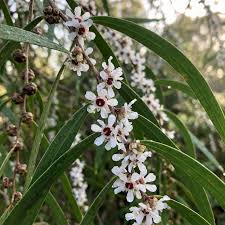 Image result for Agonis flexuosa