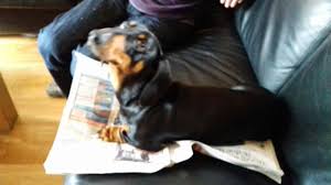 Or, even better, check out pet finder and get ourself a rescue doxie! Touch Down Fbp Alias Utah Dachshund Puppies Dachshund Puppy Miniature Dachshund