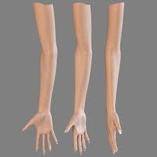 Female Hand Arm 3d Model Arm Anatomy Body Template Body Anatomy