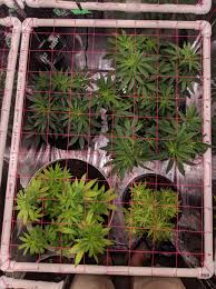 The oneo 1000w led grow light is much the same as the 1200w version. Oneo Led For My Daily Picture Grow Overgrow Com