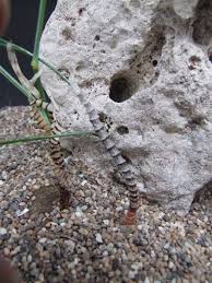 Image result for Litanthus pusillus