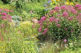 Macht sich keine gedanken, ob sie mit der blume neben ihr mithalten kann. 10 Gute Vorsatze Fur Einen Naturnahen Garten Nabu Niedersachsen