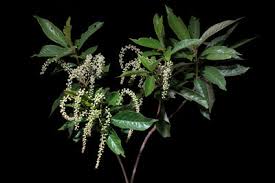 Image result for Bothriocline quercifolia