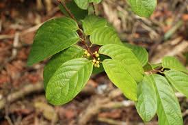 Image result for Bridelia duvigneaudii