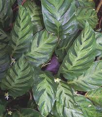 Image result for Albertisia