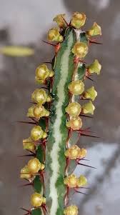 Image result for Alectra orobanchoides