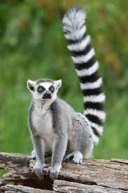 Lemure Wild Animals Pictures Tropical Animals Zoo Animals
