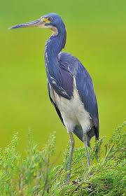 Birds That Start With F Garca Tricolor Ou Garca De Tres Cores Egretta Tricolor Statius Muller 1776 C Norman Norm S F Stop Tricolored Pet Birds Pretty Birds Animals Beautiful